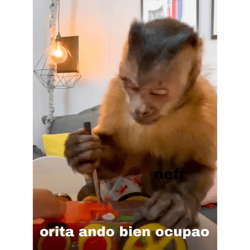Gatitos 25
