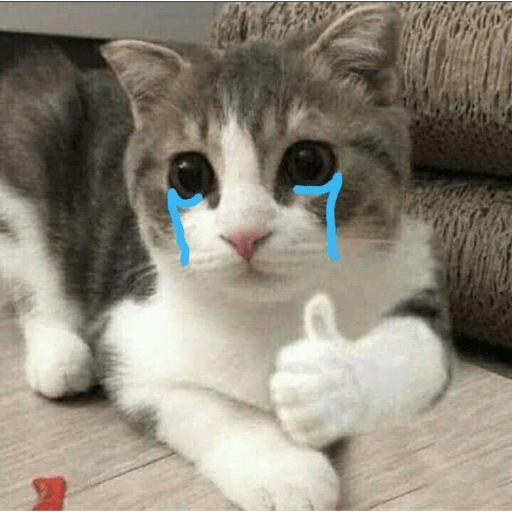 Gatitos 13