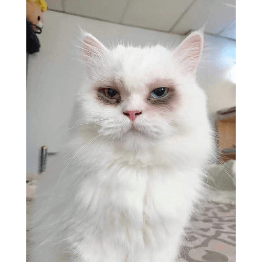 Gatitos 9