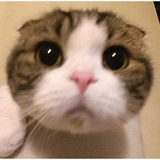 Gatitos 21