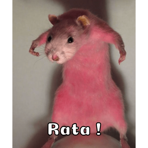 Gatitos 3