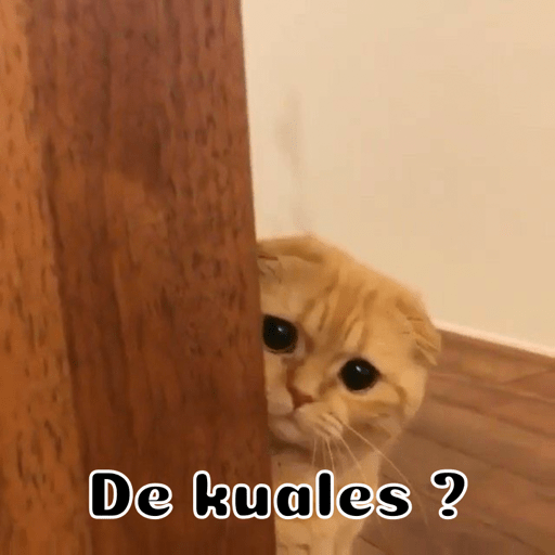 Gatitos 17