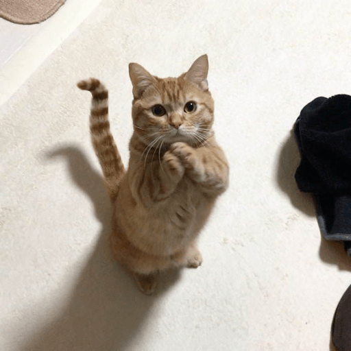 Gatitos 16