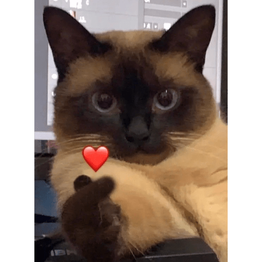 Gatitos 23