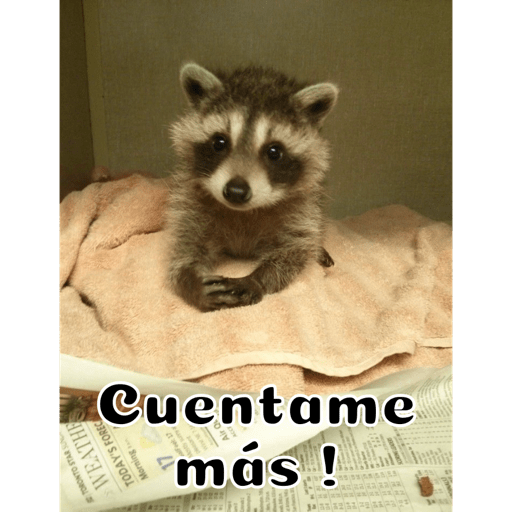 Gatitos 27