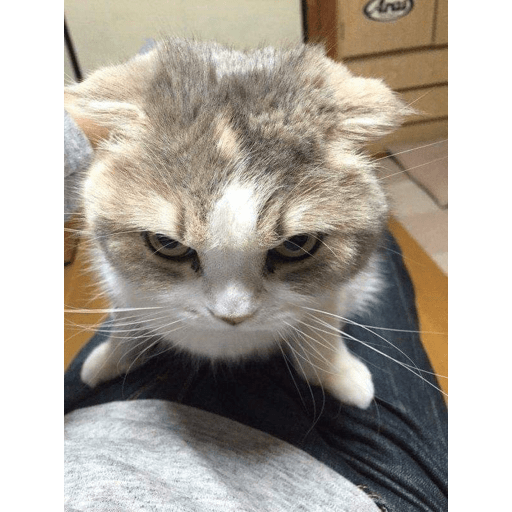 Gatitos 19