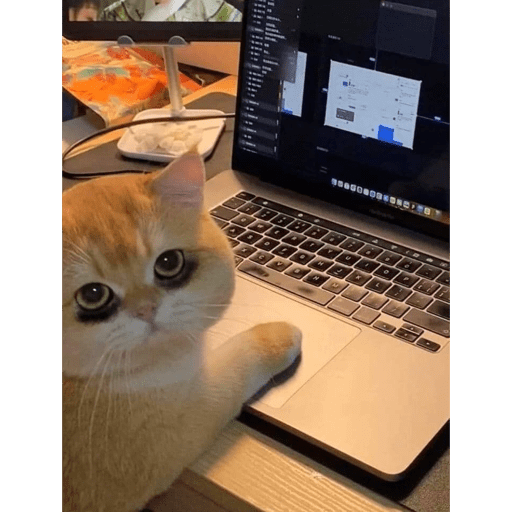 Gatitos 10