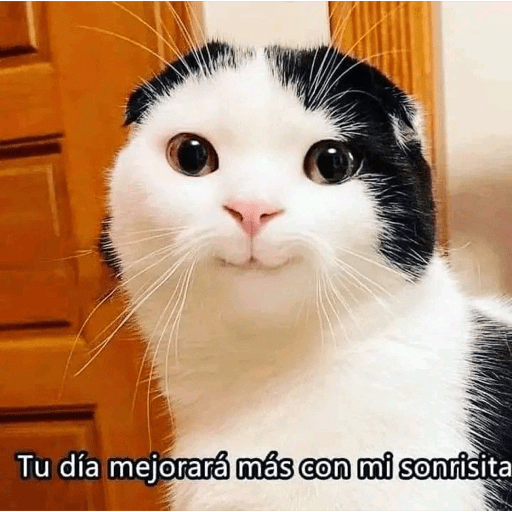Gatitos 22