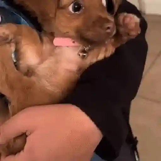 CACHORROS/GIFS  8