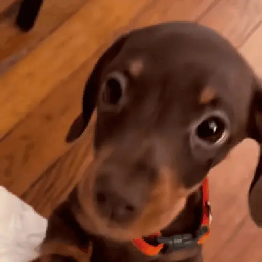 CACHORROS/GIFS  1