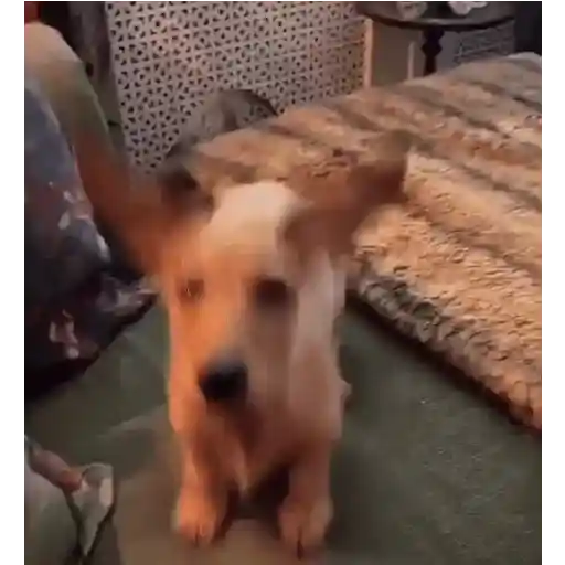 CACHORROS/GIFS  2