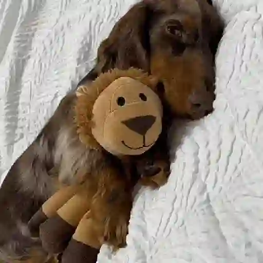 CACHORROS/GIFS  4