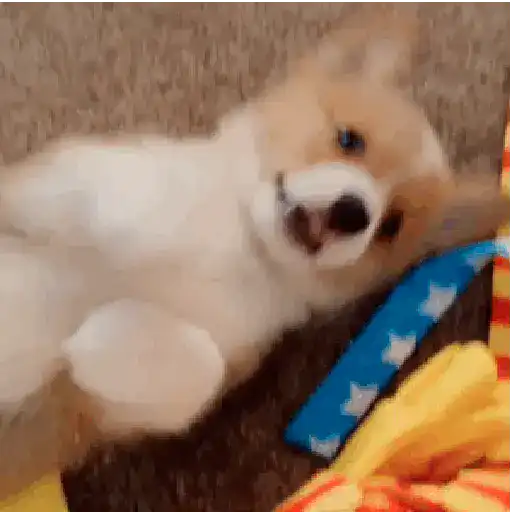 CACHORROS/GIFS  6