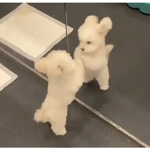 CACHORROS/GIFS  7