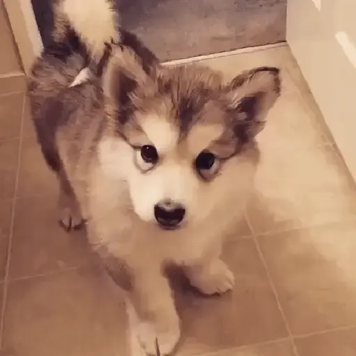 CACHORROS/GIFS  9