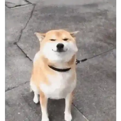 CACHORROS/GIFS  10