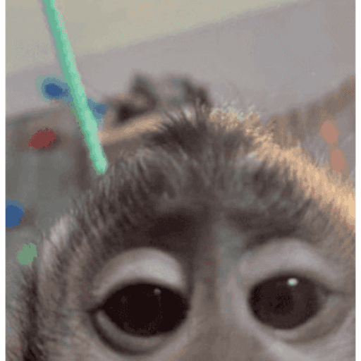 Macaquinho 9