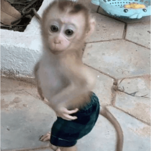 Macaquinho 2
