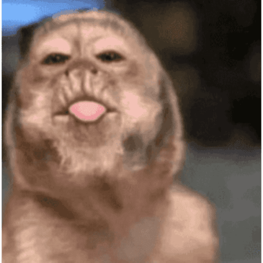 Macaquinho 3