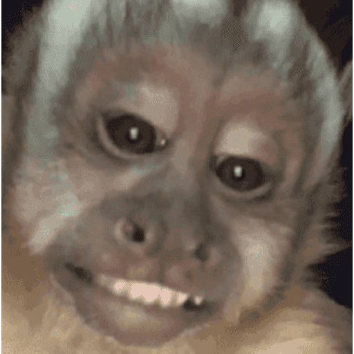 Macaquinho 5