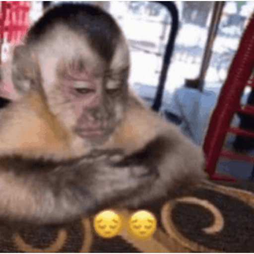 Macaquinho 4