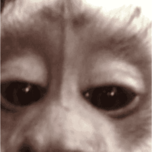 Macaquinho 10