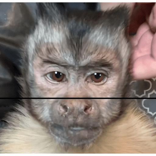 Macaquinho 8