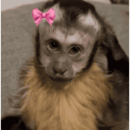 Macaquinho 6