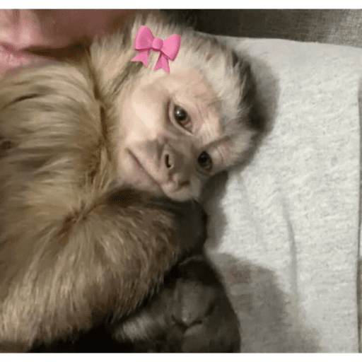 Macaquinho 1