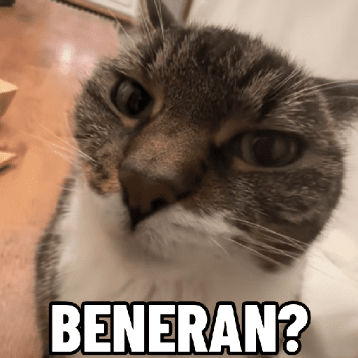 Fesnuk 13 8