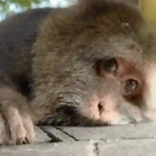 Animados do zé 27