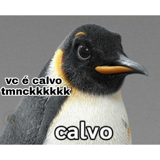 Pinguin ponto friokkkk 4