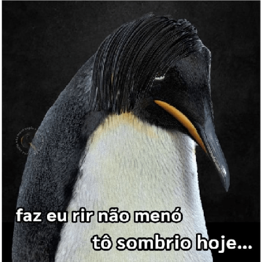 Pinguin ponto friokkkk 1