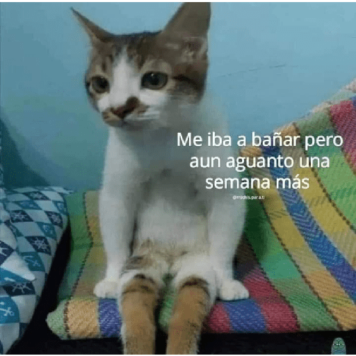 Yucatecos 11