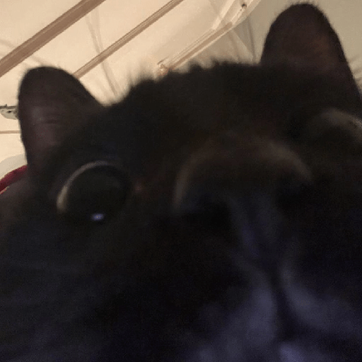 Gatos negros  1