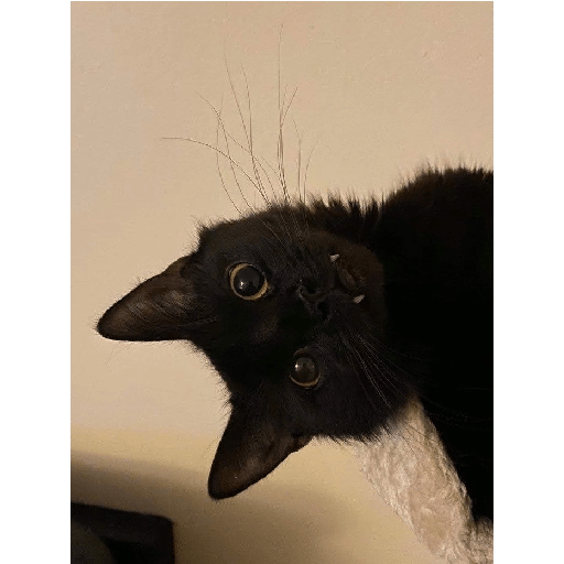 Gatos negros  2