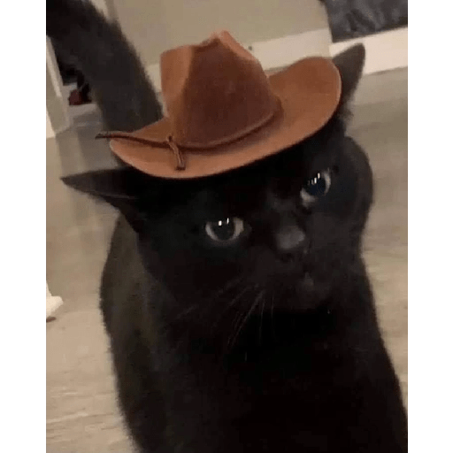 Gatos negros  3