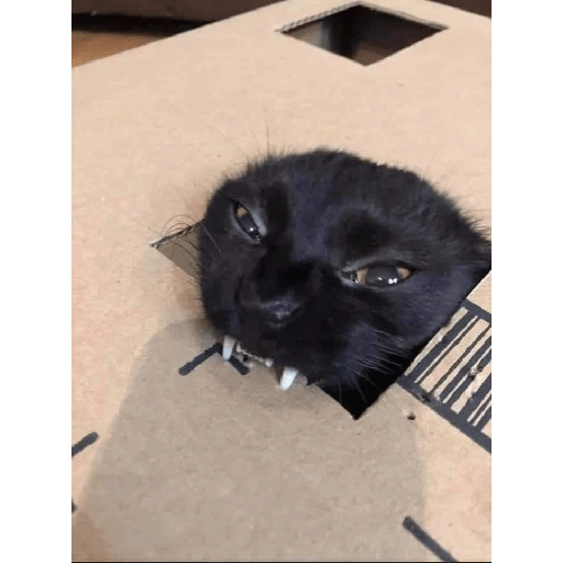 Gatos negros  4
