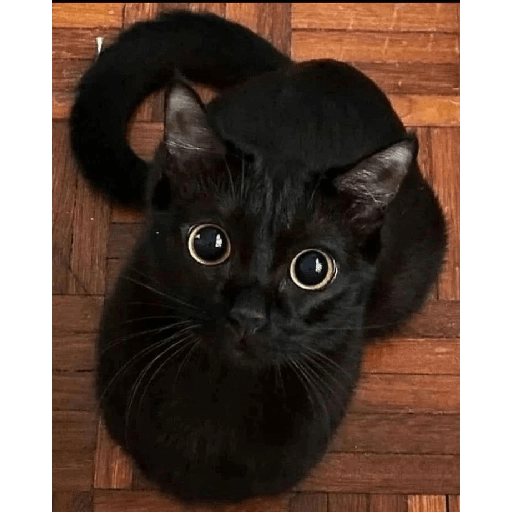 Gatos negros  5