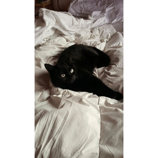 Gatos negros  6