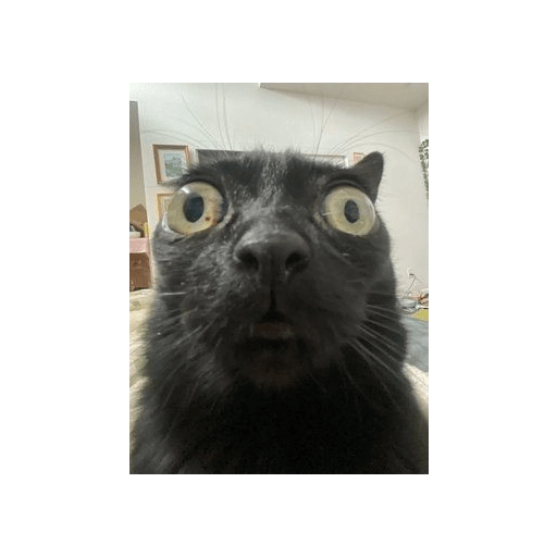 Gatos negros  7