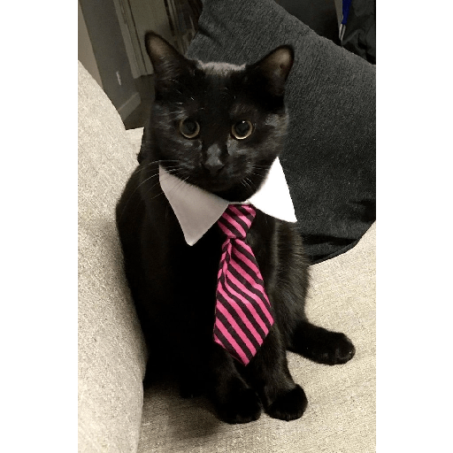 Gatos negros  8