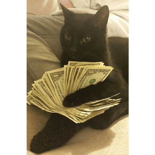 Gatos negros  9