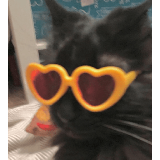 Gatos negros  10