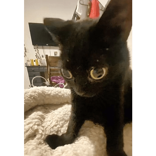Gatos negros  11