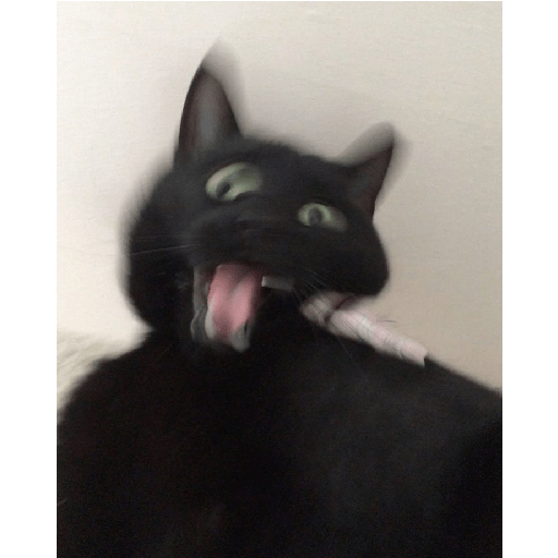 Gatos negros  12