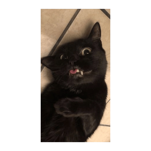 Gatos negros  13