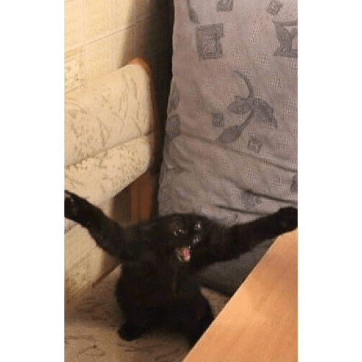 Gatos negros  14