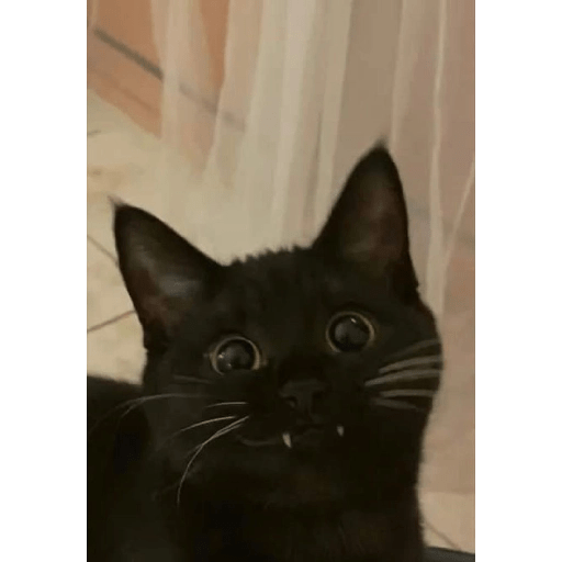 Gatos negros  15