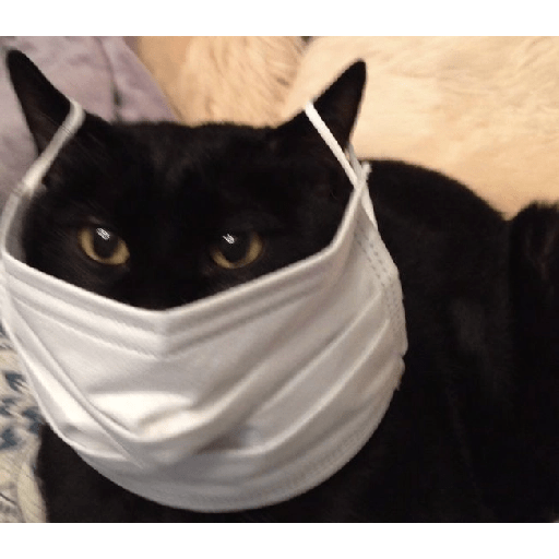 Gatos negros  16